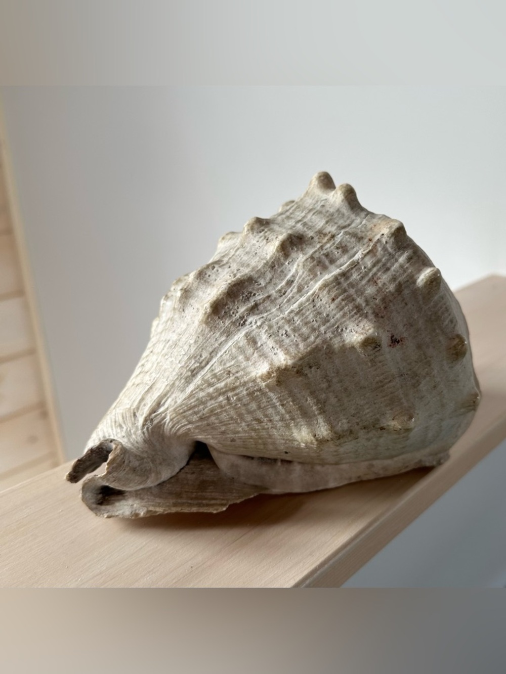 Natural Large Conch Shell with Weathered Patina